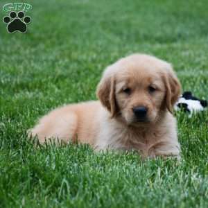 Marley, Golden Retriever Puppy